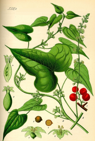Pflanzenbild gross Schmerwurz - Tamus communis