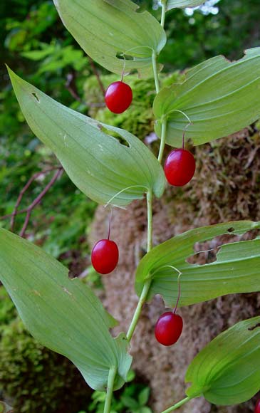 Pflanzenbild gross Knotenfuss - Streptopus amplexifolius