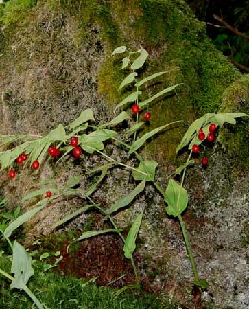 Pflanzenbild gross Knotenfuss - Streptopus amplexifolius