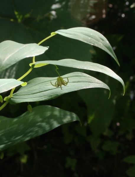 Pflanzenbild gross Knotenfuss - Streptopus amplexifolius