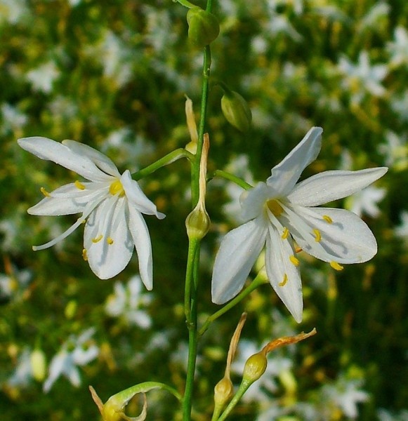Pflanzenbild gross Ästige Graslilie - Anthericum ramosum