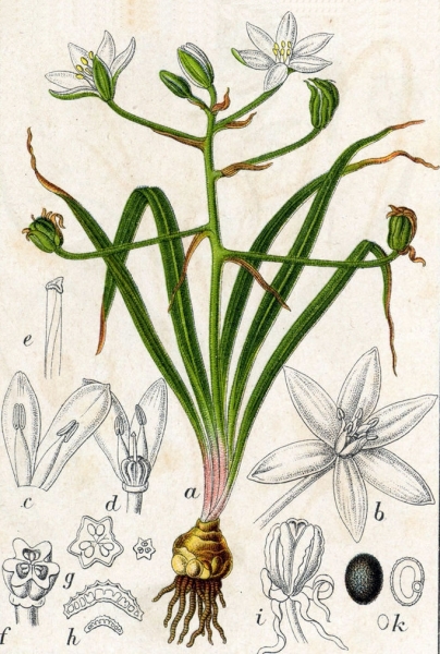 Pflanzenbild gross Doldiger Milchstern - Ornithogalum umbellatum