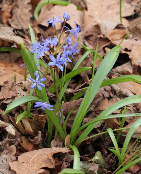 Pflanzenbild gross Zweiblättriger Blaustern - Scilla bifolia