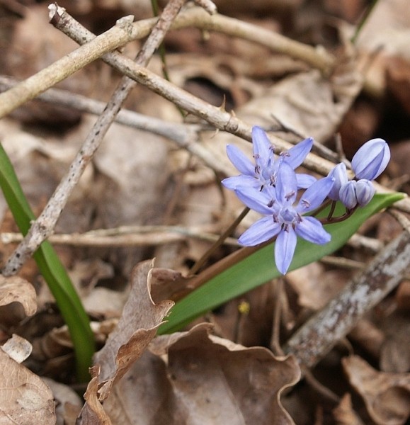 Pflanzenbild gross Zweiblättriger Blaustern - Scilla bifolia