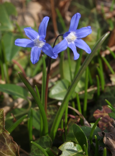 Pflanzenbild gross Zweiblättriger Blaustern - Scilla bifolia