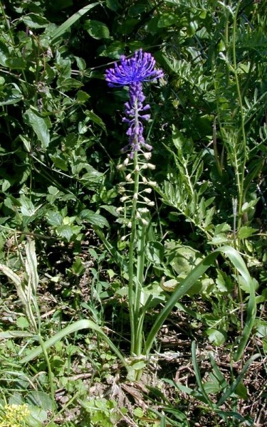 Pflanzenbild gross Schopfige Traubenhyazinthe - Muscari comosum