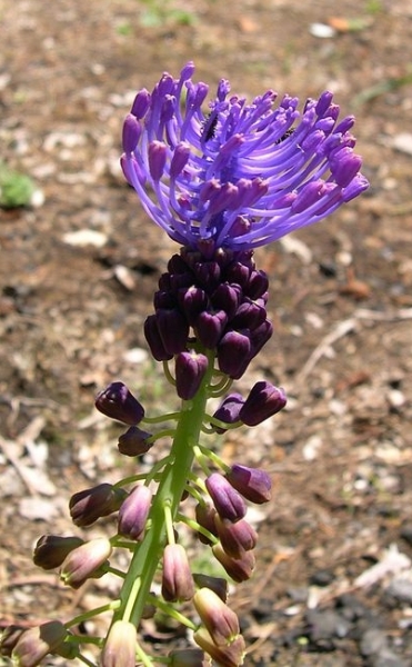 Pflanzenbild gross Schopfige Traubenhyazinthe - Muscari comosum