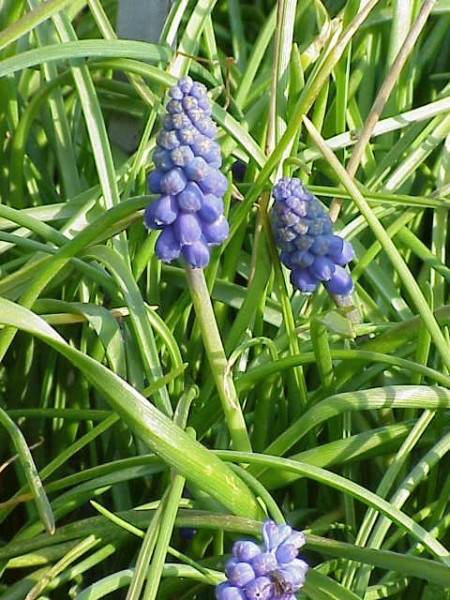 Pflanzenbild gross Weinberg-Traubenhyazinthe - Muscari neglectum aggr.