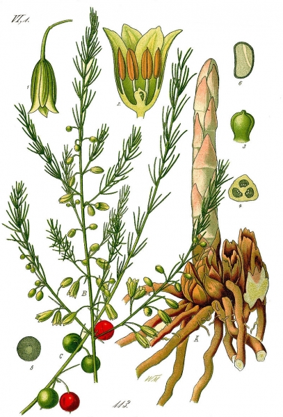 Pflanzenbild gross Gemüse-Spargel - Asparagus officinalis