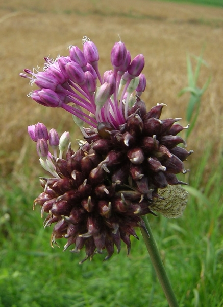Pflanzenbild gross Weinberg-Lauch - Allium vineale