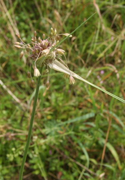 Pflanzenbild gross Ross-Lauch - Allium oleraceum