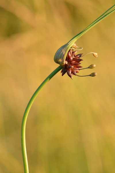 Pflanzenbild gross Ross-Lauch - Allium oleraceum