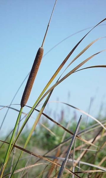 Pflanzenbild gross Schmalblättriger Rohrkolben - Typha angustifolia