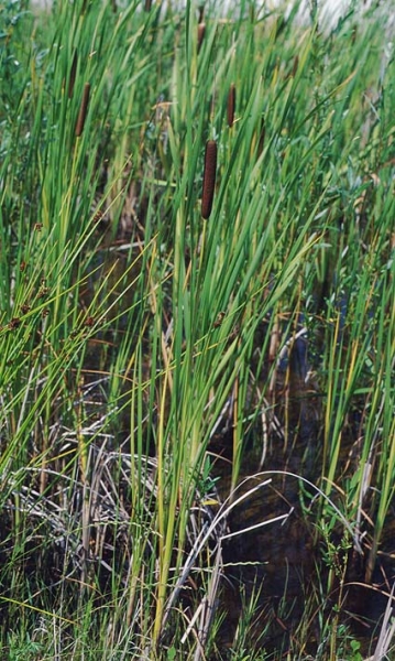 Pflanzenbild gross Schmalblättriger Rohrkolben - Typha angustifolia