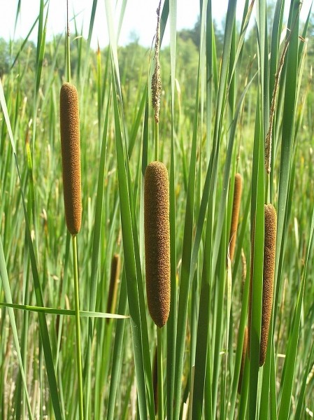 Pflanzenbild gross Schmalblättriger Rohrkolben - Typha angustifolia