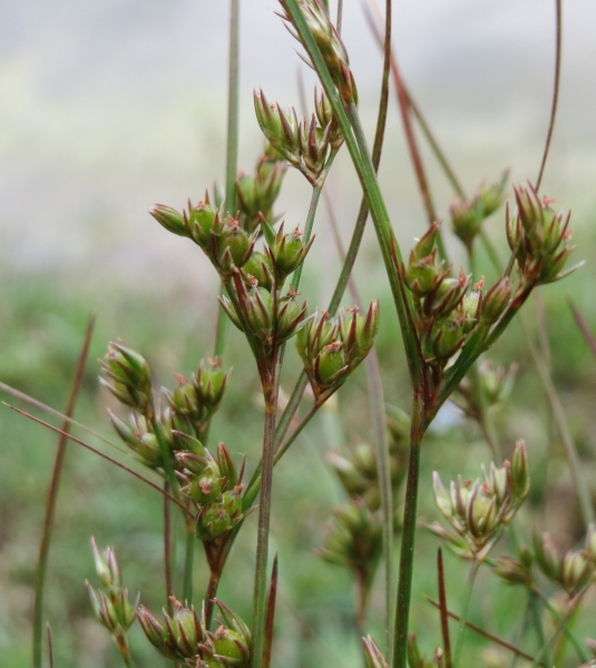 Pflanzenbild gross Zarte Binse - Juncus tenuis