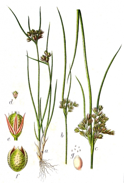 Pflanzenbild gross Zarte Binse - Juncus tenuis