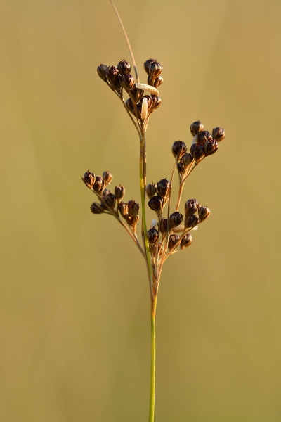 Pflanzenbild gross Zusammengedrückte Binse - Juncus compressus