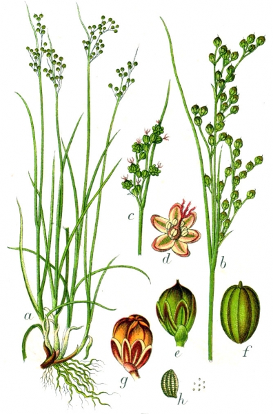 Pflanzenbild gross Zusammengedrückte Binse - Juncus compressus