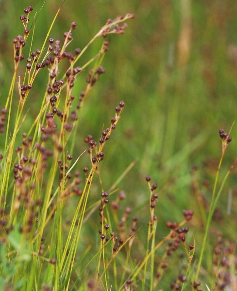 Pflanzenbild gross Zusammengedrückte Binse - Juncus compressus