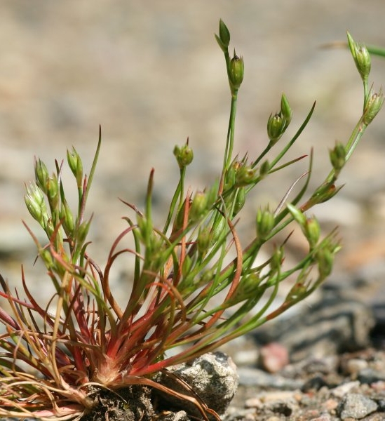 Pflanzenbild gross Kröten-Binse - Juncus bufonius