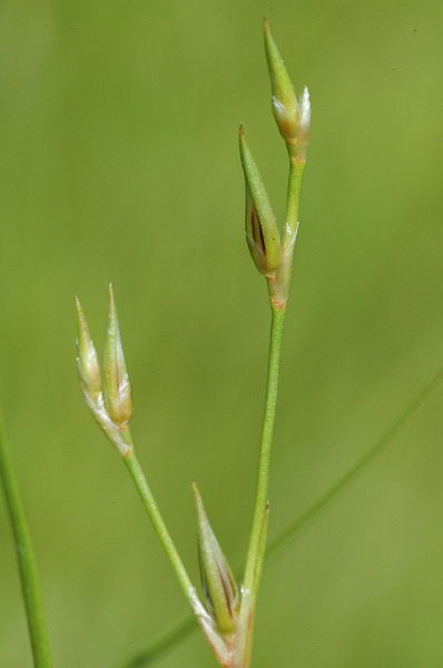 Pflanzenbild gross Kröten-Binse - Juncus bufonius