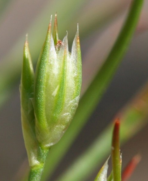 Pflanzenbild gross Kröten-Binse - Juncus bufonius