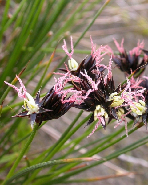 Pflanzenbild gross Jacquins Binse - Juncus jacquinii