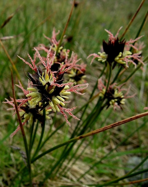 Pflanzenbild gross Jacquins Binse - Juncus jacquinii