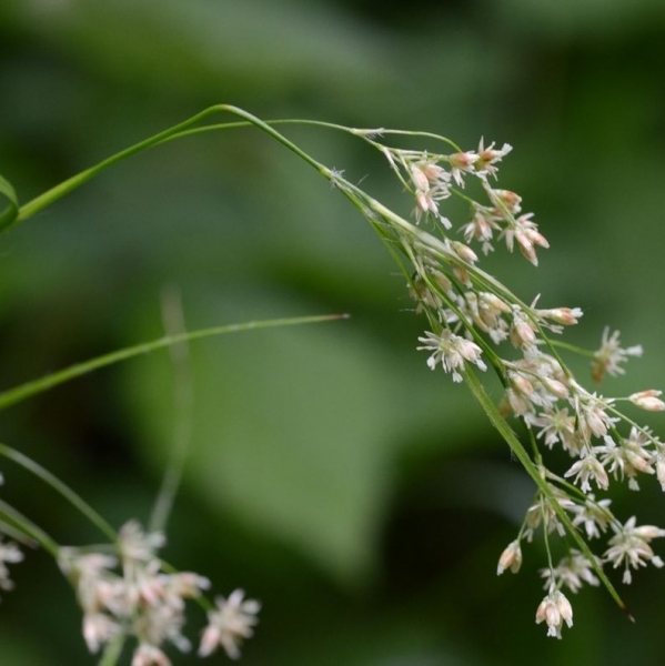 Pflanzenbild gross Gewöhnliche Weissliche Hainsimse - Luzula luzuloides subsp. luzuloides