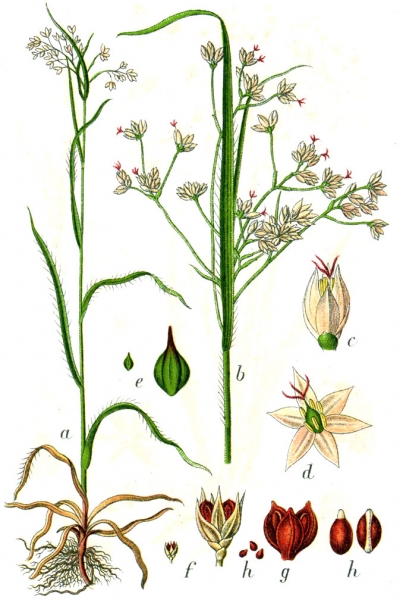 Pflanzenbild gross Gewöhnliche Weissliche Hainsimse - Luzula luzuloides subsp. luzuloides