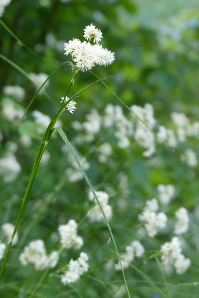 Pflanzenbild gross Schneeweisse Hainsimse - Luzula nivea