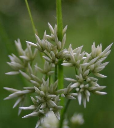 Pflanzenbild gross Schneeweisse Hainsimse - Luzula nivea