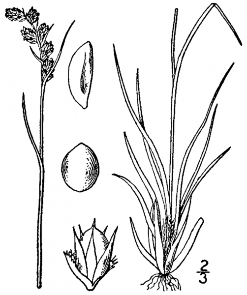 Pflanzenbild gross Gewöhnliche Ährige Hainsimse - Luzula spicata subsp. spicata