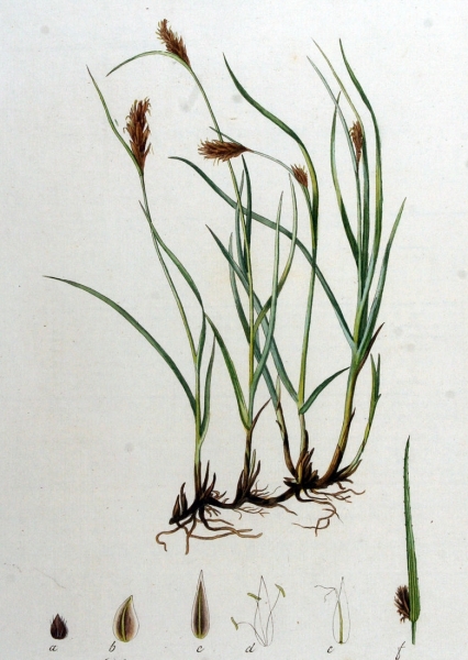 Pflanzenbild gross Zusammengedrückte Quellbinse - Blysmus compressus