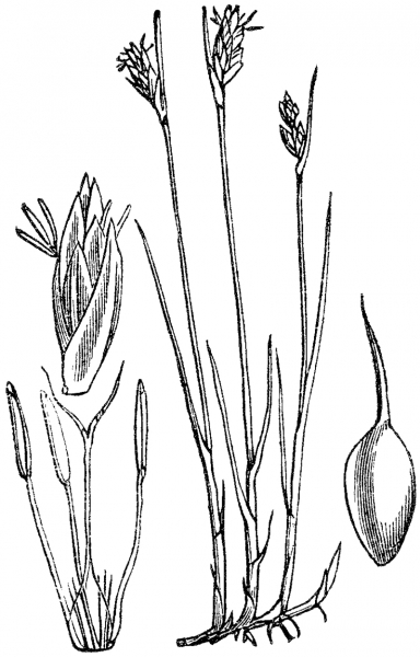 Pflanzenbild gross Zusammengedrückte Quellbinse - Blysmus compressus