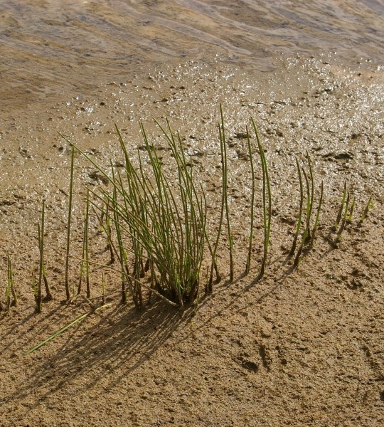 Pflanzenbild gross Gewöhnliche Sumpfbinse - Eleocharis palustris