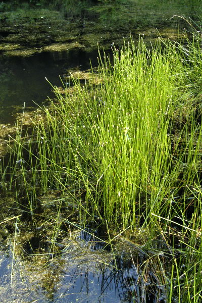 Pflanzenbild gross Gewöhnliche Sumpfbinse - Eleocharis palustris
