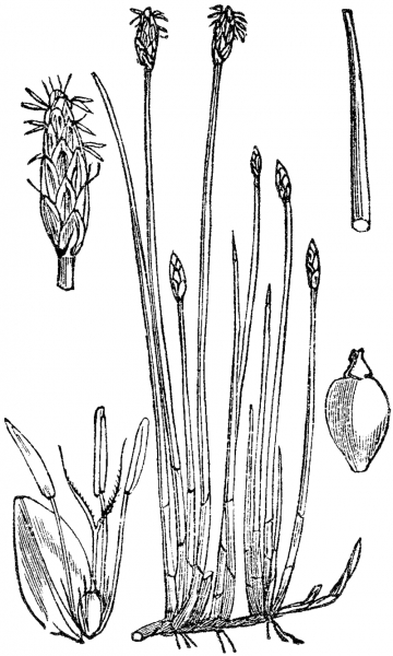 Pflanzenbild gross Gewöhnliche Sumpfbinse - Eleocharis palustris