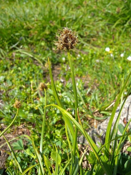 Pflanzenbild gross Schneetälchen-Segge - Carex foetida