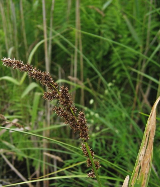 Pflanzenbild gross Rispen-Segge - Carex paniculata