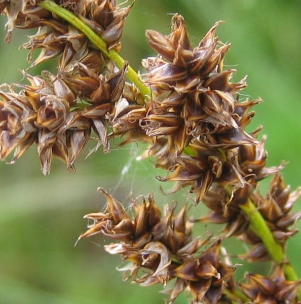 Pflanzenbild gross Rispen-Segge - Carex paniculata