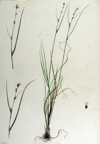 Pflanzenbild gross Lockerährige Segge - Carex remota