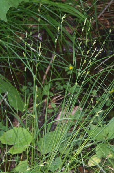 Pflanzenbild gross Lockerährige Segge - Carex remota