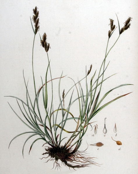 Pflanzenbild gross Hasenpfoten-Segge - Carex leporina