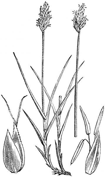Pflanzenbild gross Hasenpfoten-Segge - Carex leporina