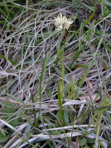 Pflanzenbild gross Berg-Segge - Carex montana