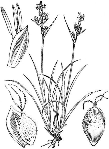 Pflanzenbild gross Pillen-Segge - Carex pilulifera