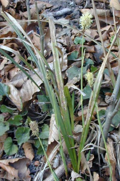Pflanzenbild gross Wimper-Segge - Carex pilosa