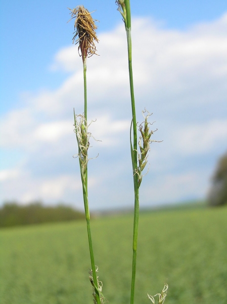 Pflanzenbild gross Wimper-Segge - Carex pilosa